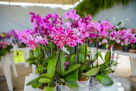 FOTOS veja a variedade de orquídeas na Feira de Holambra no Mercado