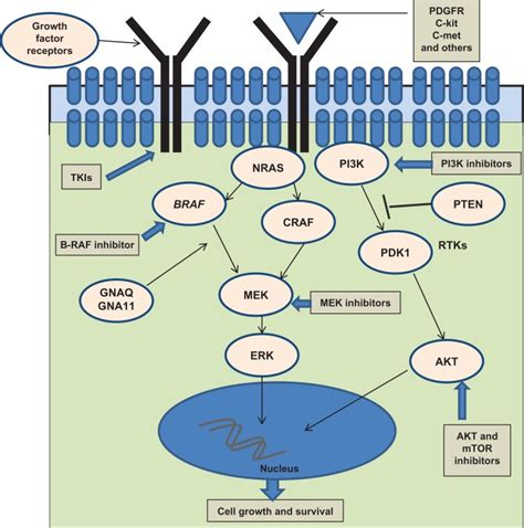 Cell Signaling Pathways In Melanoma Download Scientific Diagram