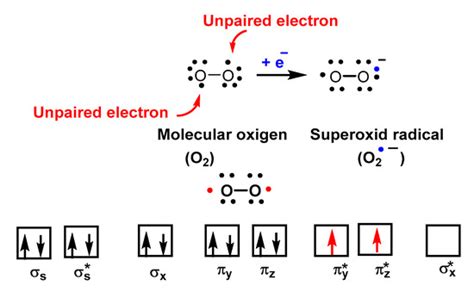 Superoxide Radical Anion O2•− Encyclopedia Mdpi