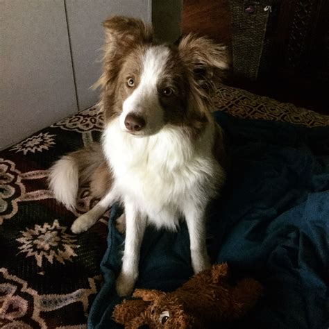Missy the Lilac Border Collie