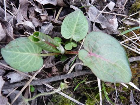 Bitter Dock: Pictures, Flowers, Leaves & Identification | Rumex ...