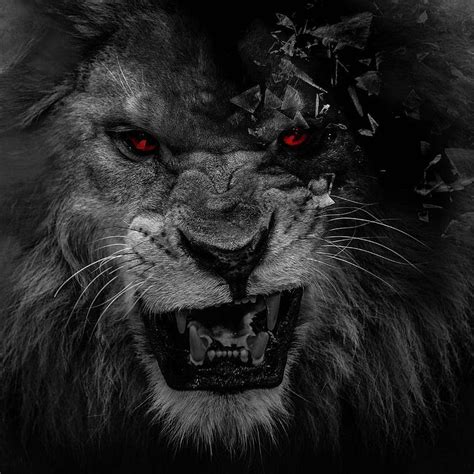 Scary Lions Danger Lion HD Phone Wallpaper Peakpx