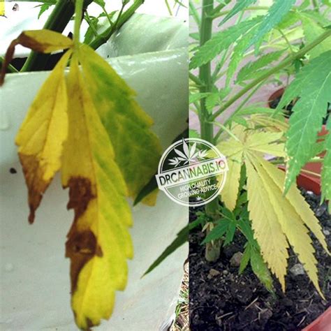 Nitrogen Deficiency Cannabis Photos & Chart - DRCANNABIS.IO