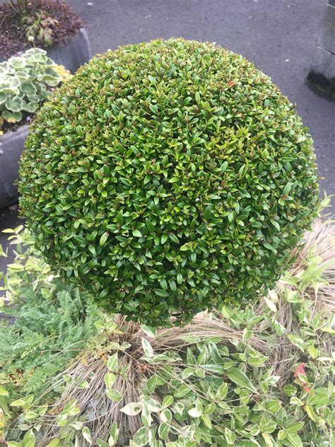 Myrtus Communis Ssp Tarentina Xera Plants