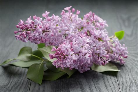 Purple Lilac Flower On Old Oak Table Stock Photo Image Of Color