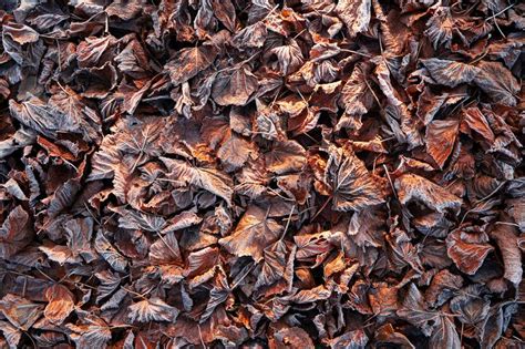 Texture Of Brown Leaves Frozen Stock Image Image Of Cover Morning