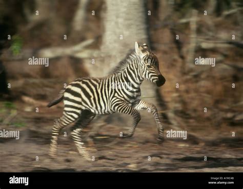 Newborn Grevy S Zebra Foal Stock Photo Alamy