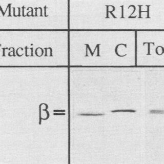 Immunoblot Comparing Fractionated And Total Cellular Samples Of A