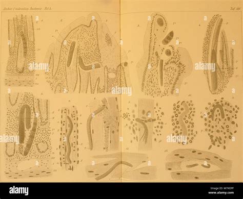 Archiv F R Mikroskopische Anatomie Stock Photo Alamy