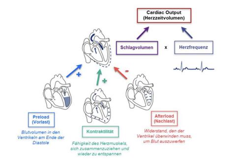 Herz Kreislauf System Teil 2 2 Karteikarten Quizlet