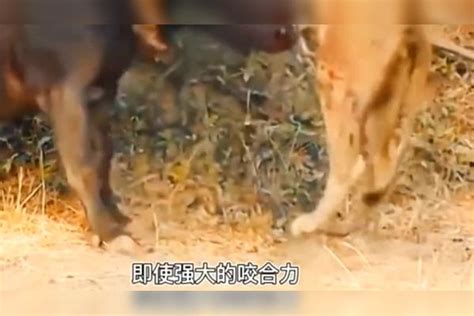 狮子捕猎水牛，狮子孤军奋战，却遭到水牛无情杀害水牛狮子