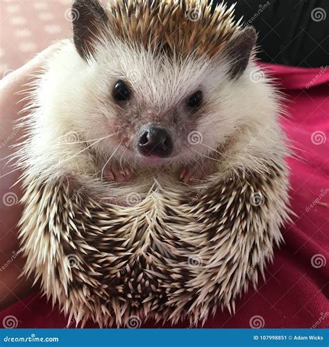 Hedgehog Pet Rolled Up in To a Ball on Back Stock Image - Image of balled, hedgehog: 107998851