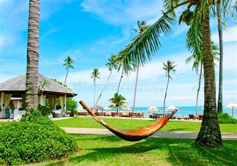 Hammock Between Palm Trees On Tropical Beach Stock Image Image Of