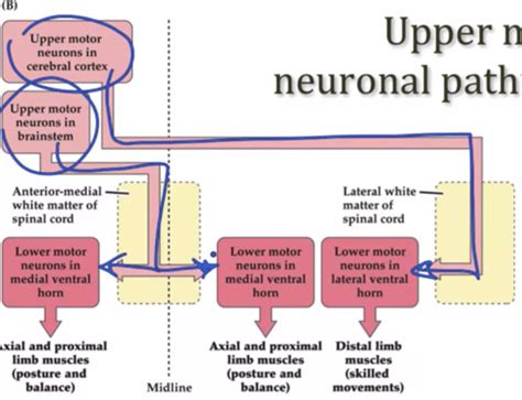 Corticospinal And Corticobulbar Pathways Flashcards Quizlet