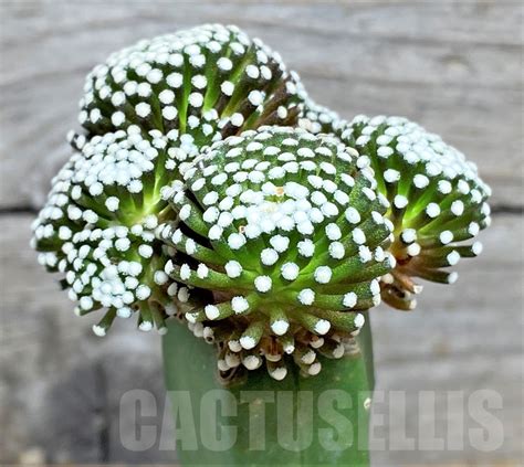 SHPR14138 Mammillaria luethyi grafted Кактус онлайн