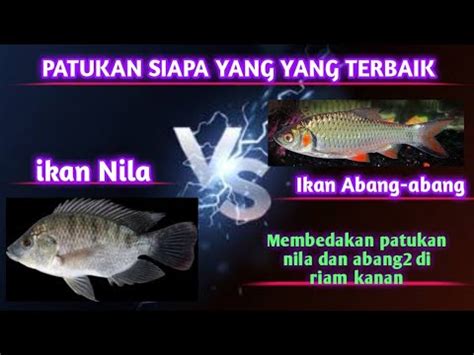 MANCING DI RIAM KANAN MELIHAT PATUKAN UNIK IKAN NILA DAN ABANG ABANG