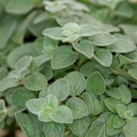 Hot And Spicy Oregano Herb Star Nursery Garden And Rock Centers