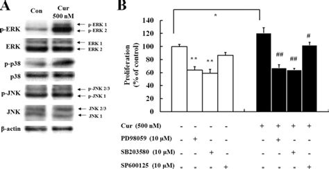 Curcumin Stimulates Proliferation Of Embryonic Neural Progenitor Cells