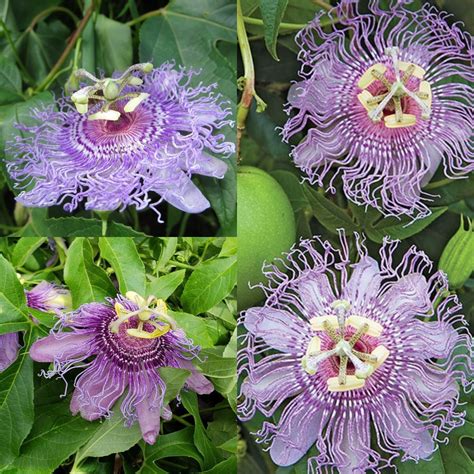 Seeds for Planting, Passiflora Incarnata Seeds, Maypop, Purple ...