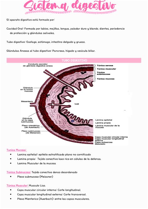 Sistema Digestivo apuntes histo Histología Studocu