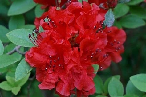 15 Stunning Red Flowering Shrubs - Urban Garden Gal