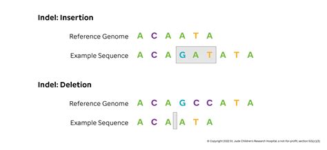 Insertions And Deletions Introduction To Genomics For Engineers