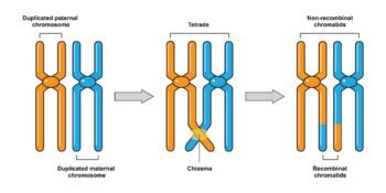 Crossing Over Genetic Recombination During Meiosis By Adm Science