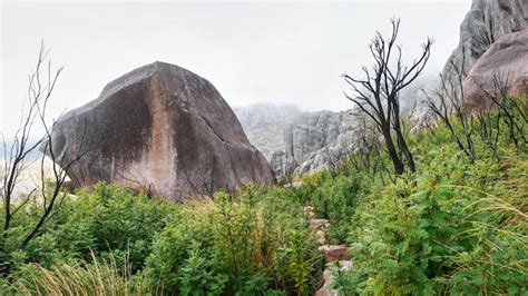 Sendero De Caminata Que Conduce Entre Peque Os Arbustos Verdes Rboles