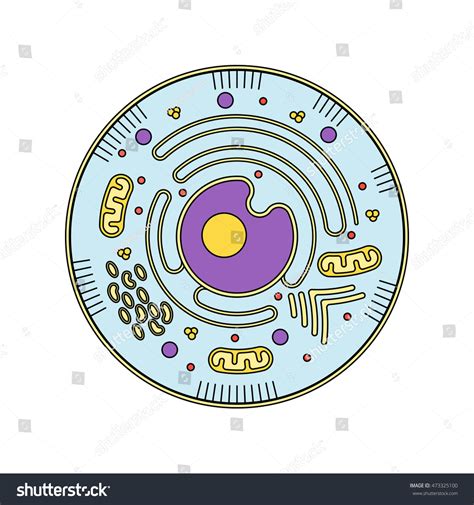 Vector Isolated Cell Biology Pictogram Detailed Stock Vector (Royalty ...