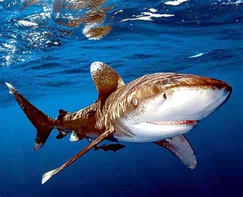 Oceanic Whitetip Shark – "OCEAN TREASURES" Memorial Library