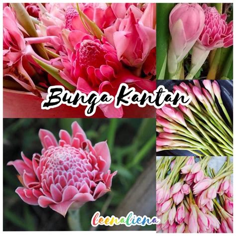 Bunga Kantan Fresh Dari Kebun Shopee Malaysia