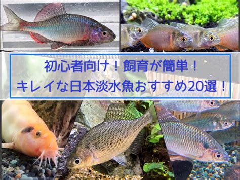 初心者向け！飼育が簡単キレイな日本淡水魚おすすめ20選を紹介 たなごgo！