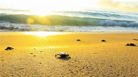 Mati City Records Most Number Of Turtle Hatchlings Released To