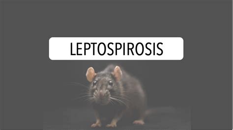 Leptospirosis Weils Disease Alfamed Specialist Emergency Care And