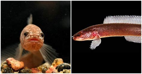 A New Species Of Fish Aenigmachanna Gollum Discovered In Kerala