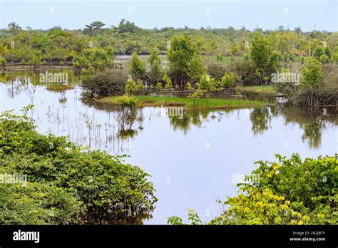 Mangrove landscape in the Ebi River Shelterbelt Forest Reserve in the ...