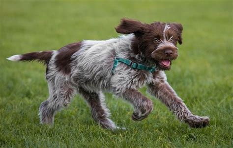 Wirehaired Pointing Griffon Info, Temperament, Puppies, Pictures