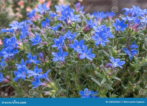 Purple Gromwell Lithodora Diffusa Heavenly Blue Blue Flowering Shrub