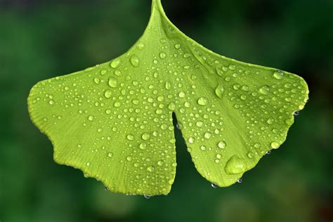 500 Kostenlose Ginkgo Biloba Und Ginkgo Bilder Pixabay