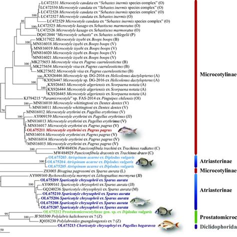 Neighbour Joining Phylogram From Analysis Of The Cox Alignment