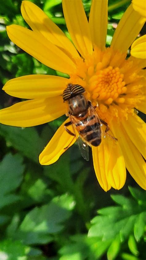 Stripe Eyed Lagoon Fly From Santa Joana Portugal On September