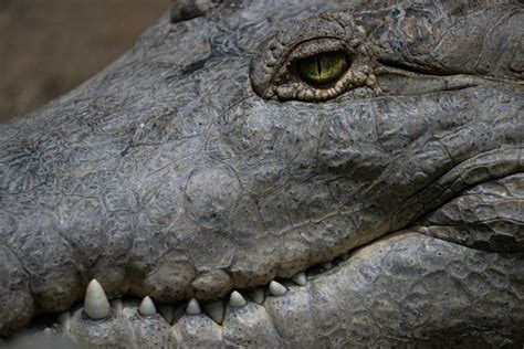 La vie en sursis du crocodile de l Orénoque plus grand prédateur d