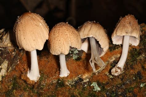 Coprinellus Radians From Westmoreland County Pa Usa On July