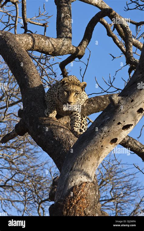 Leopard Panthera Pardus In Tree Climbing Around Stock Photo Alamy