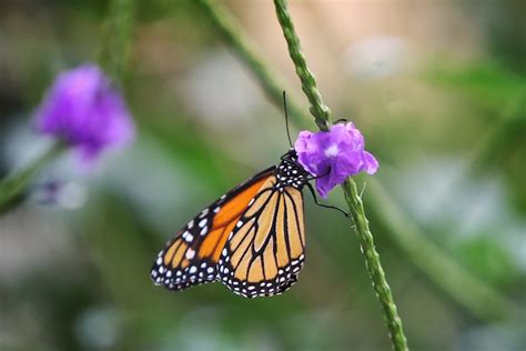 La Ruta De La Mariposa Monarca Por Norteam Rica Est En Peligro De