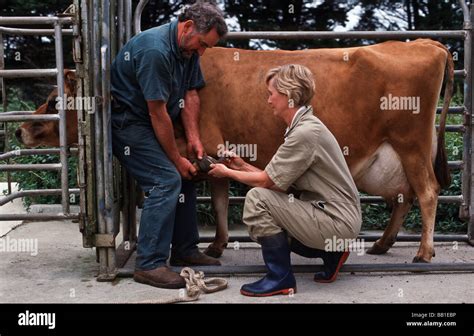 Veterinary Examination Cow Fotograf As E Im Genes De Alta Resoluci N