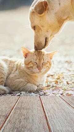 Sex Friend 新作 474849 预览角色扮演不正常爱好者交流吧 百度贴吧 花瓣网