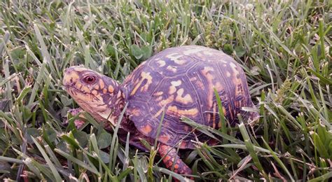 Box Turtles Archives - TurtleHolic