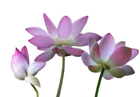 Flor De Loto Rosa Floreciente O Nelumbo Nucifera Aislado En Fondo