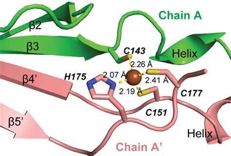 Figure From Structural Basis Of Dimerization And Dual W Box Dna